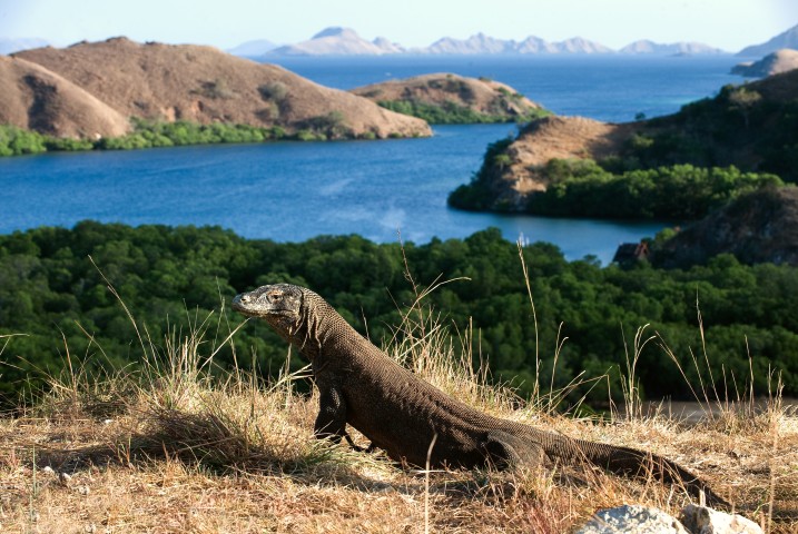 Komodo-draak op eiland