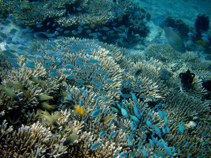 Lombok-onderwaterwereld