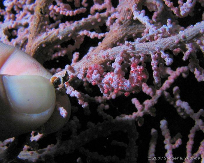 Pygmee zeepaardje