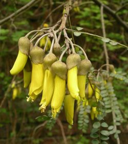 Kowhai_flowers