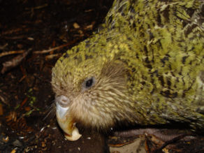 Kakapo